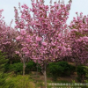 批發(fā)日本櫻花 晚櫻 山櫻 早櫻品種齊全量大從優(yōu)