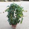 爬藤植物爬山虎大苗攀援花卉綠植盆栽陽臺庭院別墅種子四季常青