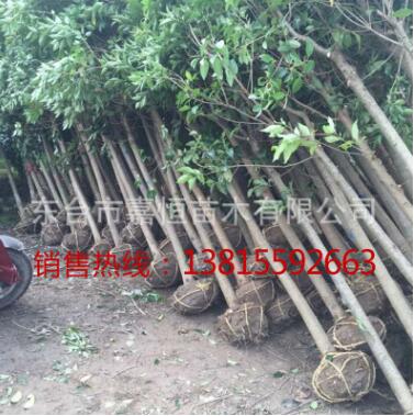 批發(fā)供應(yīng)大葉女貞 工程 綠化 大葉女貞行道樹