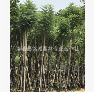 福建批發(fā)工程綠化藍(lán)花楹 行道樹藍(lán)花楹 15公分藍(lán)花楹藍(lán)影樹