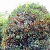 廠家批量供應(yīng) 四季桂等桂花樹綠化苗木 品質(zhì)優(yōu)良 成活率高