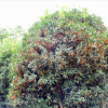 . 廠家直銷 供應(yīng) 金華 各種規(guī)格 桂花