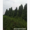 塔松 可用于濕地綠化 防塵 殺菌 庭院觀賞 蠡縣喬木基地專業培育