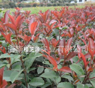 批發(fā)各種苗木 長期供應(yīng)紅葉石楠 特級花卉紅葉石楠