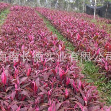 批發(fā)苗木 各種規(guī)格優(yōu)質(zhì)朱蕉