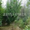 公園綠化木槿 長期銷售優(yōu)質(zhì)木槿 大量批發(fā)現(xiàn)貨木槿 價(jià)格低廉