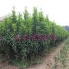 紅葉碧桃嫁接方法 供應(yīng)1-5公分紅葉碧桃 供應(yīng)紅葉碧桃