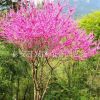 行道綠化紫荊 大量銷售紫荊 廠家直銷優(yōu)質(zhì)紫荊