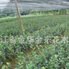 供應茶梅苗木 各種規格茶梅苗木及綠化苗木