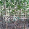 供應地徑2--3--4公分的桂花樹 朱砂丹桂 金桂及各種綠化苗木