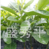 供應紅肉蜜柚嫁接苗 紅心柚苗 一年生果樹苗木