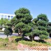 羅漢松 家庭園藝觀葉美觀大方羅漢松盆栽 球形羅漢松盆景