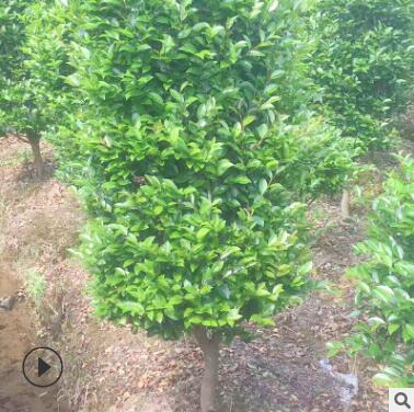 露地造型茶梅樹風景行道樹庭蔭樹防護樹 常綠灌木工程綠化樹木