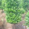 露地造型茶梅樹風景行道樹庭蔭樹防護樹 常綠灌木工程綠化樹木