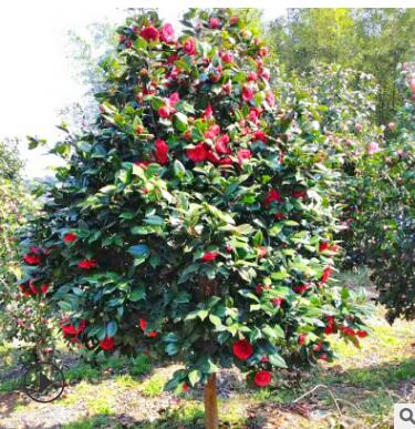 楓樹苗 綠化工程園林風景落葉紅色楓樹 露天落葉楓樹苗