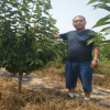 櫻桃苗種植需要事項有哪些 1畝地種植多少顆吉塞拉櫻桃樹苗合適