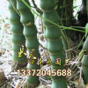 供應綠化苗木羅漢竹竹子苗庭院綠化觀賞 別墅專用園林工程量大從