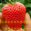 基地批發草莓苗 品種齊全 紅顏草莓苗 章姬草莓苗 價格優惠