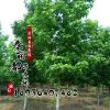 特價(jià)出售優(yōu)質(zhì)五角楓樹苗 3-12cm五角楓樹苗 各種規(guī)格齊全