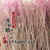 供應(yīng)綠化苗木 紫荊 叢生紫荊 規(guī)格齊全 航道綠化苗 批發(fā)