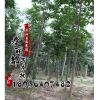 苗木基地七葉樹樹苗 供應(yīng)工程綠化苗 出售優(yōu)質(zhì)七葉樹