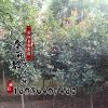 優(yōu)質(zhì)綠化工程紅葉石楠 12cm高桿紅葉石楠 行道樹 高桿石楠