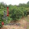 基地桂花 日香桂 庭院行道植物 綠化苗木桂花 綠化工程