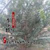 基地紫薇樹苗價(jià)格 綠化苗木工程 紫薇樹苗銷售 規(guī)格齊全