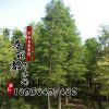 工程綠化苗 落羽杉 規(guī)格齊全 道路綠化 小區(qū)綠化苗木 落羽杉