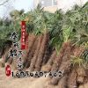 批發(fā)供應(yīng)綠化苗木 棕櫚苗 園林綠化 規(guī)格齊全 棕櫚樹苗 棕櫚