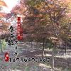 基地綠化苗木批發(fā) 日本紅楓樹規(guī)格全正宗嫁接日本紅楓樹苗