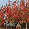 批發(fā)美國(guó)紅楓樹苗 行道樹綠化苗木 美國(guó)紅楓 秋火焰花卉規(guī)格齊全