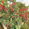 【大福源園林】供應(yīng)各種苗木 種苗 基地直銷 優(yōu)質(zhì) 紅果冬青樹苗
