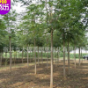 供應(yīng)各種工程苗木椿樹 花卉 基地直銷 優(yōu)質(zhì) 臭椿規(guī)格齊全