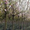 供應(yīng)各種工程綠化 大量批發(fā) 優(yōu)質(zhì)西府海棠4年苗