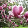 【大福源園林】供應(yīng)各種工程苗木 花卉 基地直銷 優(yōu)質(zhì) 紫玉蘭