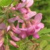 【大福源園林】供應各種工程苗木 花卉 基地直銷 優質 江南槐