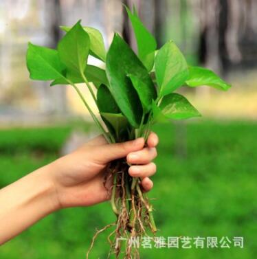 基地直銷茗雅水培綠蘿包郵綠蘿苗批發基地直供植物花卉盆栽