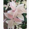 珍珠彩葉桂花 五彩桂花 天香彩葉桂 金桂等