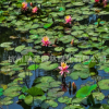 睡蓮 子午蓮、水芹花、瑞蓮、水洋花、小蓮花水生植物批發(fā)