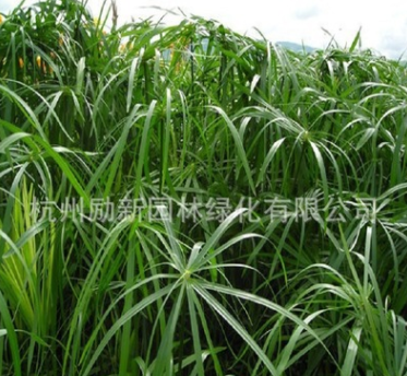 供應水生植物旱傘草水竹 風車草實心竹、木竹、黎子竹黃菖蒲批發