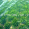 環(huán)境工程 沉水植物矮生苦草 基地直銷 池塘養(yǎng)魚蝦蟹水草苦草