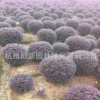紅花檵木 基地直銷 各種規格 品種齊全 園林綠化 常綠植物