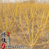 批發(fā)工程綠化黃金槐樹(shù)苗 金枝國(guó)槐 耐寒耐旱嫁接黃金槐小苗