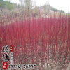 批發(fā)綠化苗木紅瑞木小苗 叢生紅瑞木樹(shù)苗 庭院種植觀賞植物