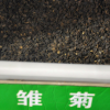 實體店批發進口草坪草花 雛菊種子 混色 迷你型 高品質 放