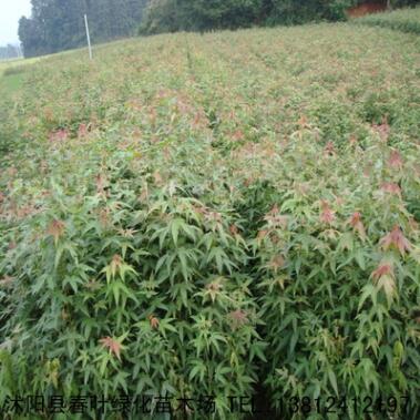 青楓 青楓小苗 基地批發(fā)各種規(guī)格綠化植物 規(guī)格齊全