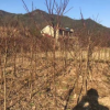 供應(yīng)2公分中國紅楓苗木 苗圃擴(kuò)建專用苗