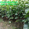 綠化工程用玉蘭苗 紅黃白玉蘭 3cm玉蘭綠化工程苗低價(jià)處理