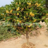 金桂桂花樹苗批發(fā)庭院觀賞盆栽花卉 金桂花苗 工程綠化苗木